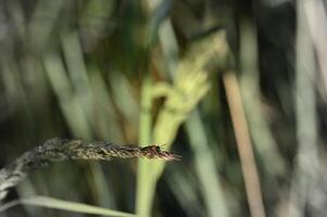 a ladybug on a stalk of grass photo
