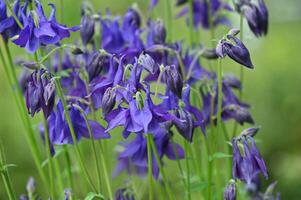 a close up of purple flowers in a garden photo