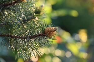 a pine tree with a small cone on it photo