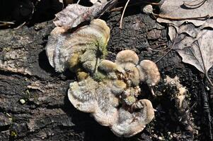 a fungus on a tree trunk photo