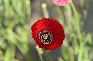 a red poppy is in the middle of a field photo