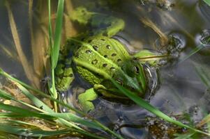 a green frog in the water with grass photo