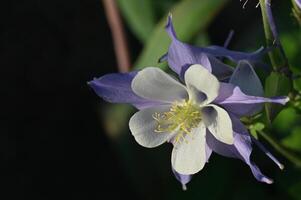a close up of a purple and white flower photo