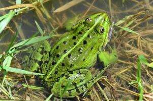 a green frog sitting in the water with grass photo