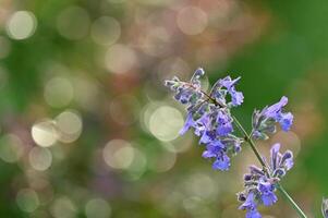 a blue flower with a green background photo