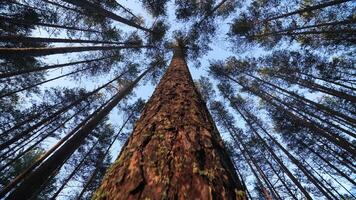 Bottom view of a pine tree trunk in a forest. camera rises up the pine trunk. video