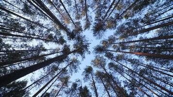 Pine trees in the forest on a sunny day. View from below. video
