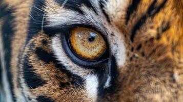 Close Up of a Tigers Eye. AI-generated photo