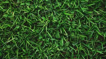 Close Up of a Green Grass Background. AI-generated photo