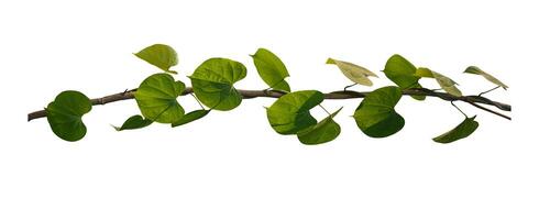 Vine Plant leaves tropic, bush foliage tree isolated on white background have clipping path photo