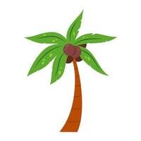 Tropical palm tree with coconuts on a white background. Tropical plants. Cartoon palm tree in flat style. vector