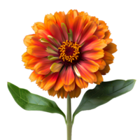 Blanket flower . Blanket flower top view isolated. Colorful blanket flower flat lay isolated. Summertime bloom of a luscious blanket flower png