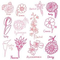 Charming set of pink flowers made in a whimsical doodle style, each with its own unique name and color. Perfect for adding tenderness and beauty to your design. A collection of flowers with the name vector