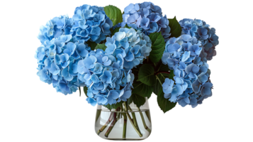 hydrangeas flowers in a glass vase on a transparent background png