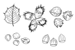 Hazel nut hand drawn set. Isolated flat hazelnut in shell and peeled with leaves engraved sketch. Natural healthy food hazelnut organic food collection for design. Vegetarian diet snack icons vector