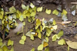 Swarm of adult male butterflies sapping on salt and mineral which also call mud puddling phenomenon during summer on mating season for tropical rainforest wildlife and environmental awareness photo