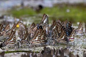Swarm of adult male butterflies sapping on salt and mineral which also call mud puddling phenomenon during summer on mating season for tropical rainforest wildlife and environmental awareness photo