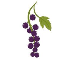 Fruit blackcurrant in cartoon hand drawn simple style. Editable variable color vector