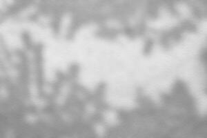 Leaves Shadow on White Concrete Wall Background with Space for Text photo