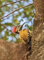 A common flameback bird photo