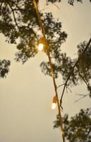 Lights up on the nature photo