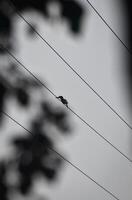 Black and white kingfisher photo