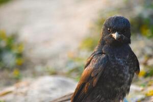 Southern Black Flycatcher photo