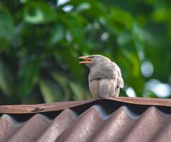 Jungle Babbler on the top photo