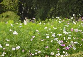 Cosmos flower garden photo