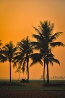 A coconut tree photo