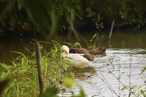 many duck in the pond photo