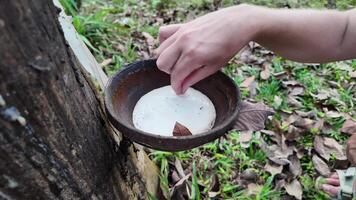 A person collects rubber tree sap in a traditional bowl in an autumn forest, symbolizing harvest and sustainability during fall video