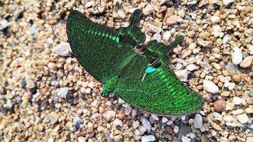 A vibrant green butterfly rests on a gravel path, showcasing the beauty and diversity of summer wildlife and natures splendor during the warmer months video
