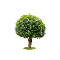Tropical Serene Tree 3D Illustrations Cut on Transparent Background png