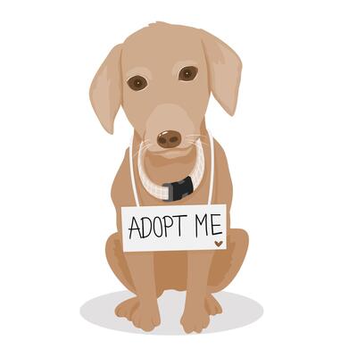 Isolated of a labrador dog sitting and holding collar dog with adopt me sign, Pet adoption concept.