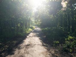 Path in the shade in the middle of a park on a sunny summer day photo