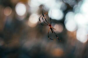 small spider hanging from its web with blurred background photo