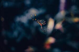 small spider hanging from its web with blurred background photo