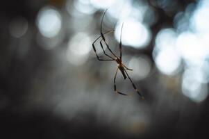 small spider hanging from its web with blurred background photo