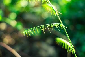 green leaf in the wild with background blur photo
