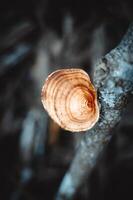 forest mushrooms that grow on logs photo