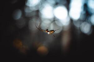 small spider hanging from its web with blurred background photo