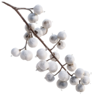 Delicate White Berries on a Branch on transparent background. png