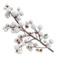 Cotton plant on a branch with white flowers on transparent background. png