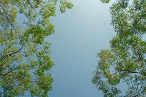 tree branches and blue sky background photo