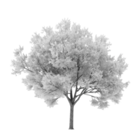 Tree in infrared on transparent background. png