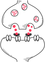synaptic cleft and neurotransmitters created by black and red line png