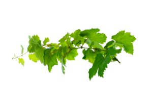 leaf vine Isolate on transparent background file png