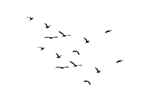black silhouette flock of birds backlit Isolate on transparent background file png