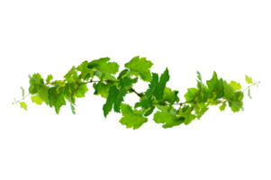 leaf vine Isolate on transparent background file png